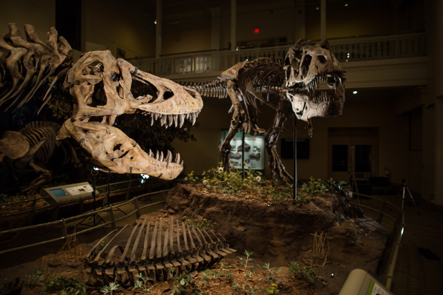 Two T. rex skeletons displayed in a museum exhibit. 