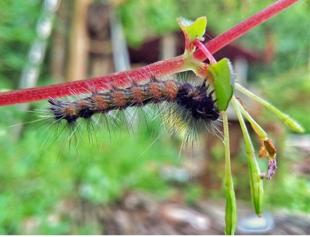 Caterpillar hanging upside down eating a leaf. 
