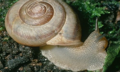Diet-wise, Snails are Like Cows, Not Bugs