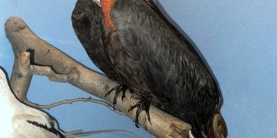 frigate bird taxidermy mount in a museum