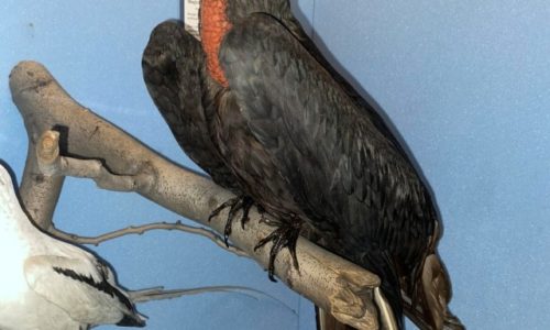 Magnificent Frigatebirds: The Flying Pirates of the Caribbean