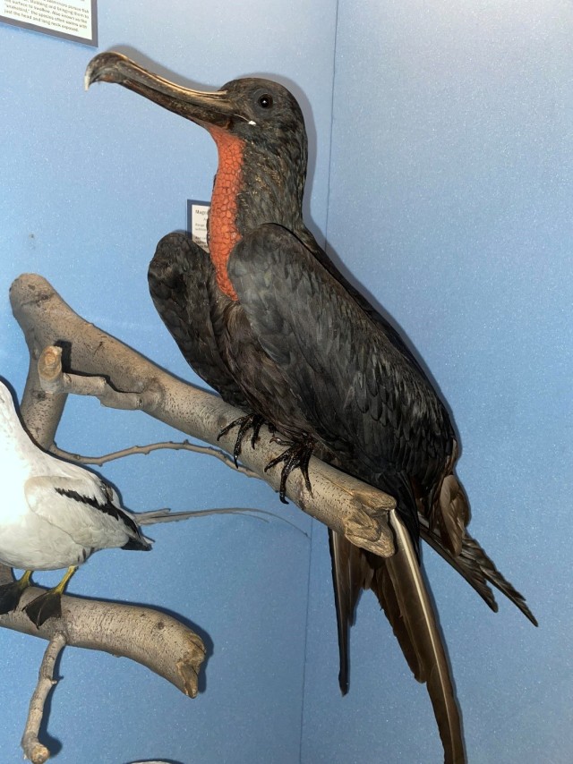 Frigatebird taxidermy mount in a museum