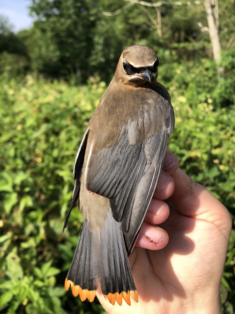 cedar waxwing