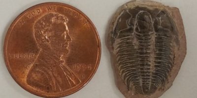 Penny and trilobite fossil side by side, they are about the same size.