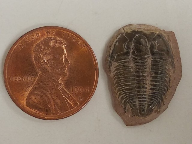 Penny next to a trilobite fossil, both are approximately the same size. 
