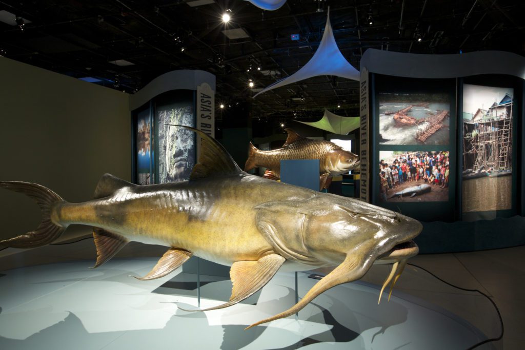 Model of a giant fish in a museum display