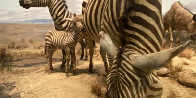 taxidermy zebras in a museum diorama