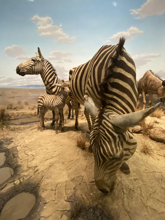 Taxidermy zebras in a museum display