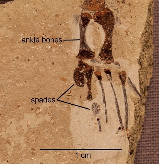 Partial fossilized frog hind foot with labels for ankle bones and spades.