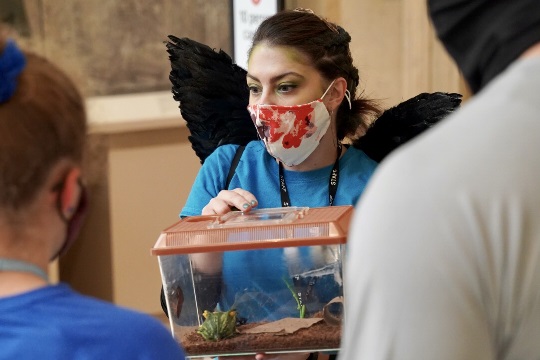 educator dressed as bat showing visitors animal
