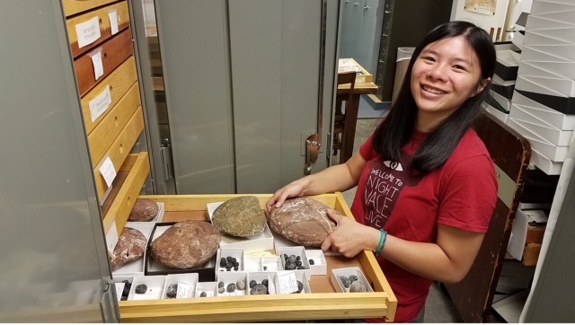 woman with a drawer of fossil ammonites