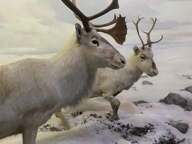 taxidermy caribou in a snowy museum display