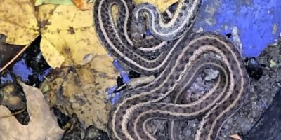 snake in a pitfall trap