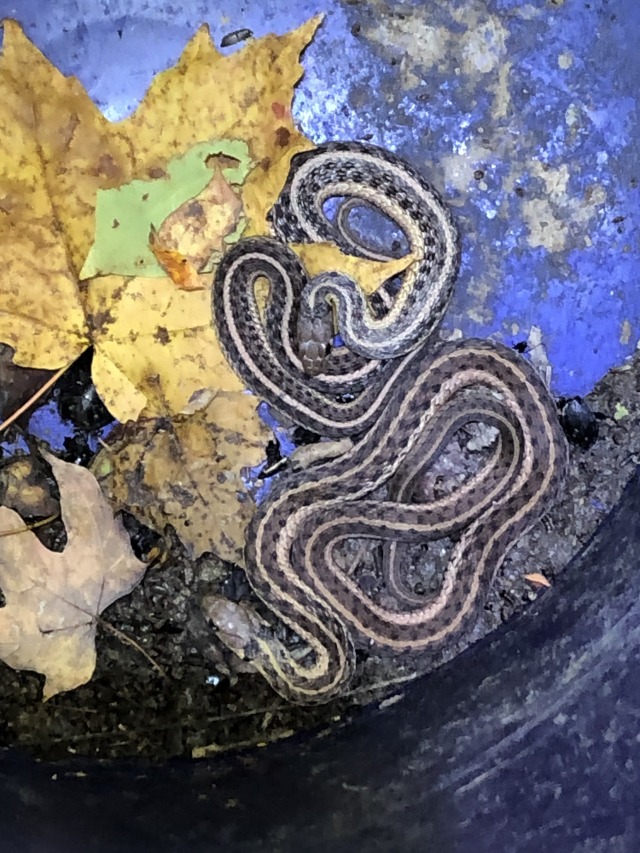 Eastern garter snake in a pitfall trap. 