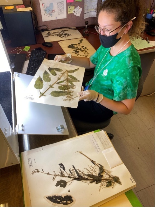 Woman working with herbarium sheets