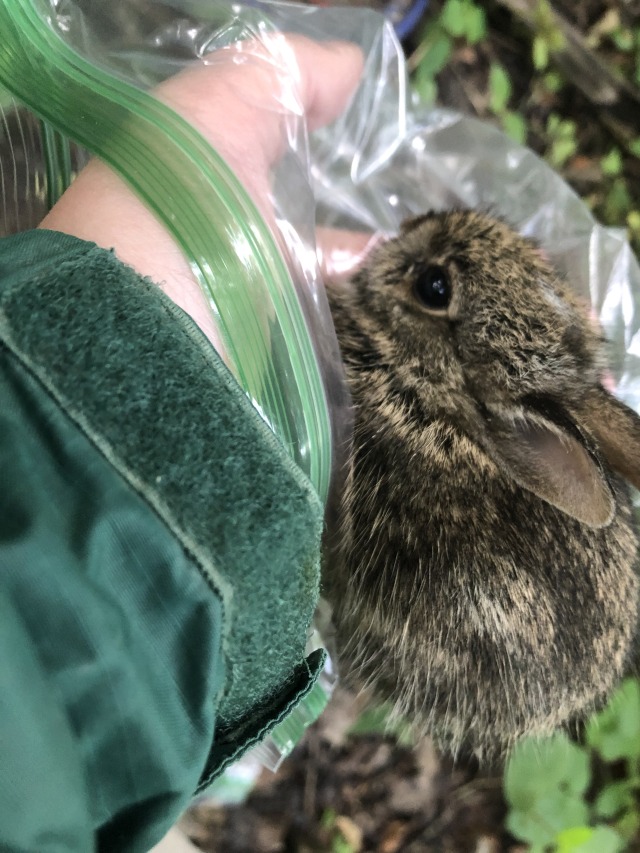Bunny in a human hand. 