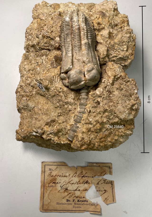 Fossil specimen with partial label underneath