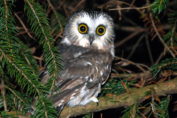norther saw whet owl
