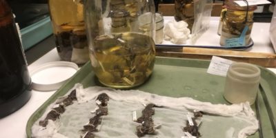 frog specimens on cheesecloth in a tray