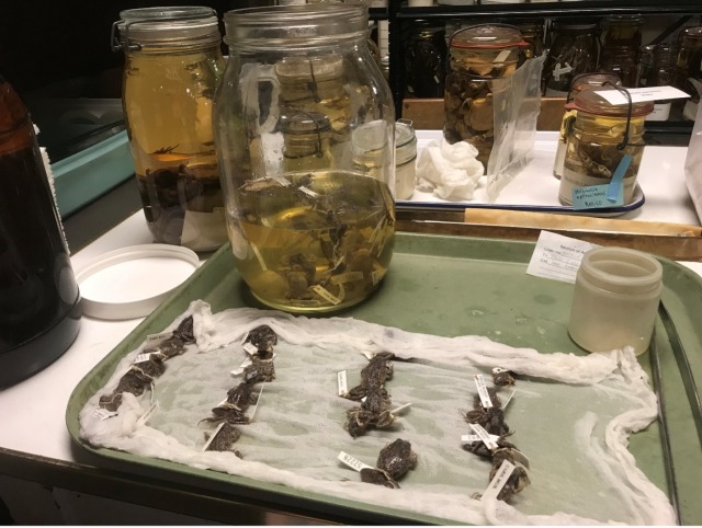 Specimen jar and herpetology specimens laid on cheesecloth. 