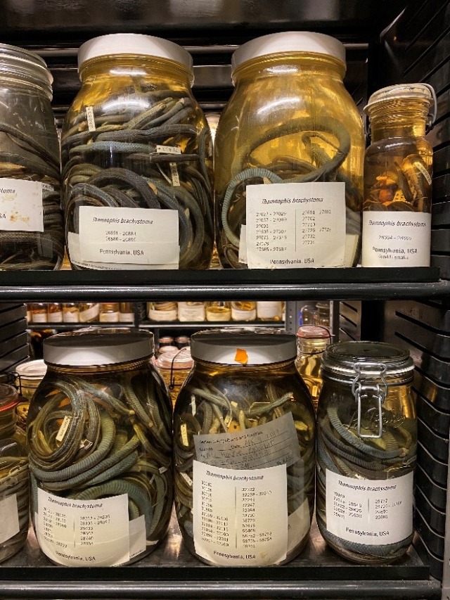 Jars of amphibians and reptiles preserved in fluid