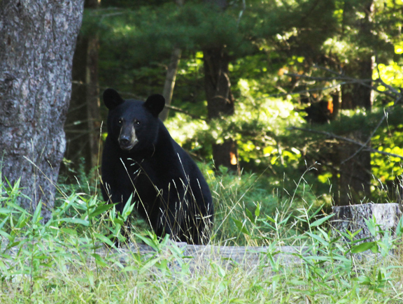 black bear at powdermill nature reserve