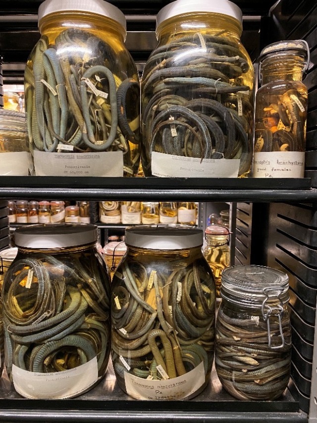 Jars of amphibians and reptiles preserved in fluid