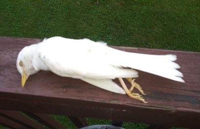 albino American Robin laying on its side outdoors