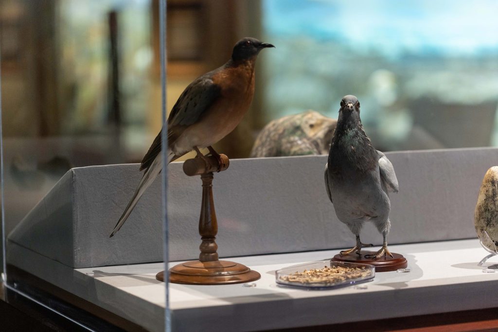 passenger pigeon exhibit case