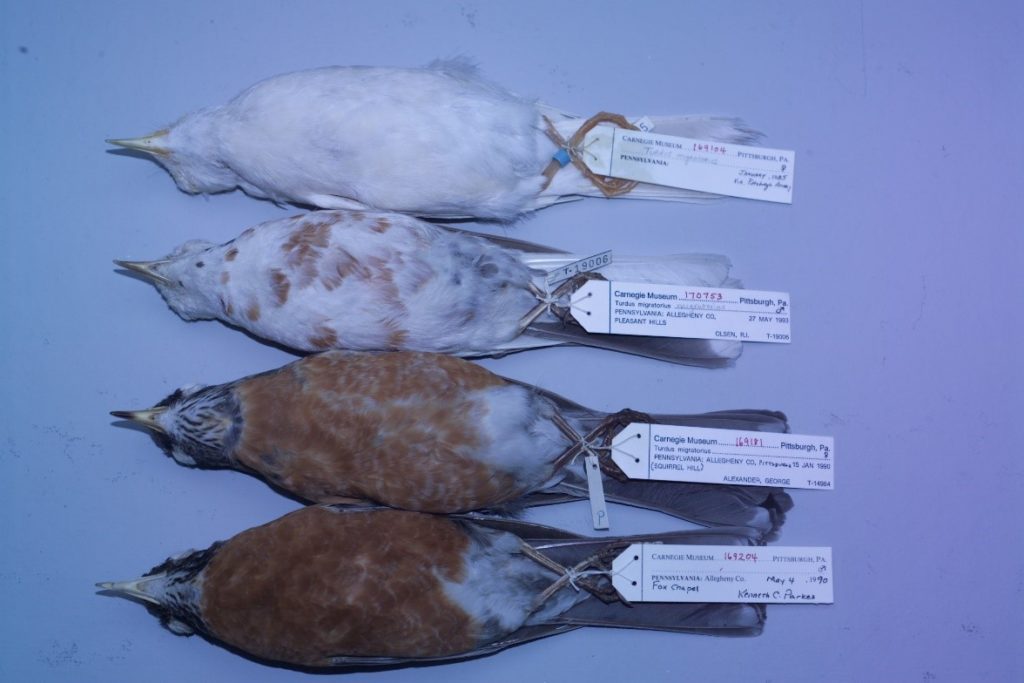 Four study skins of American Robins