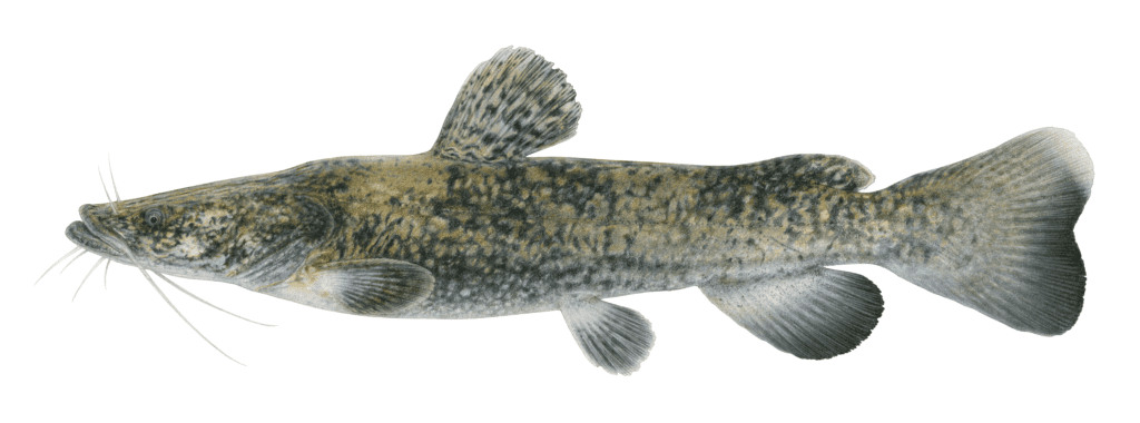 illustration of a flathead catfish
