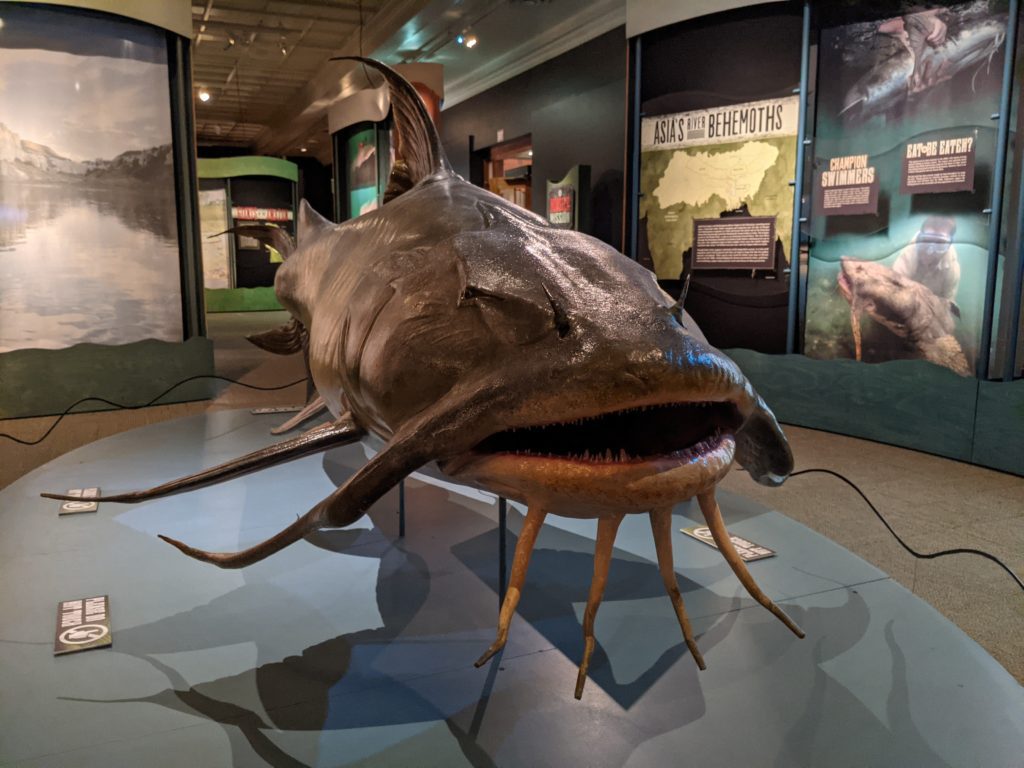 Sculpture of a monster fish in a museum exhibition
