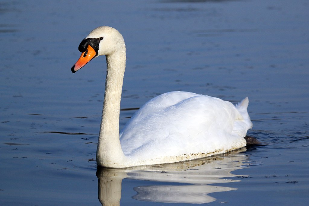 swan on the water