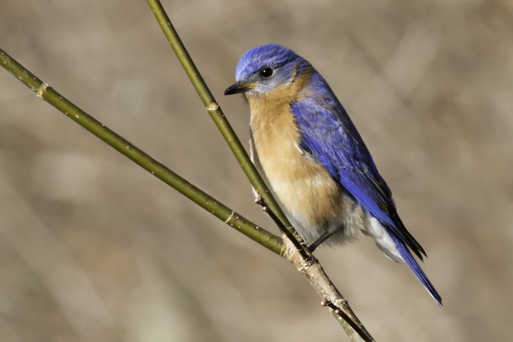 bluebird on a branch