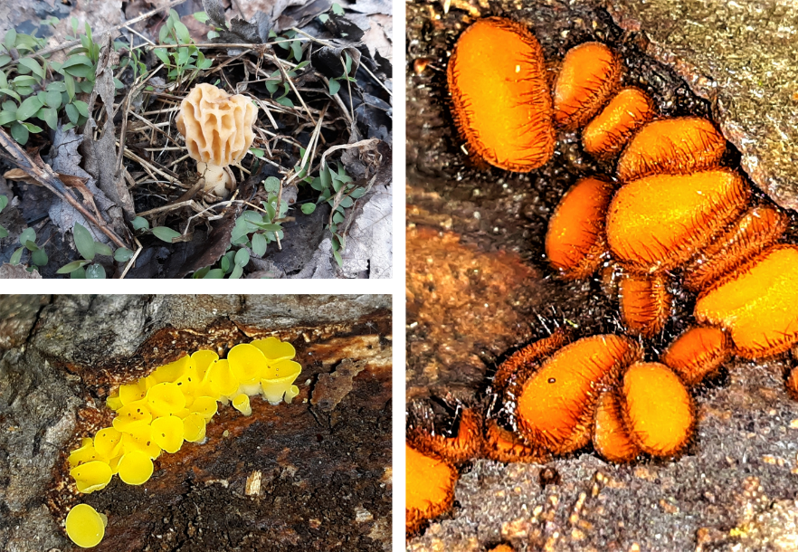 collage of three different mushrooms