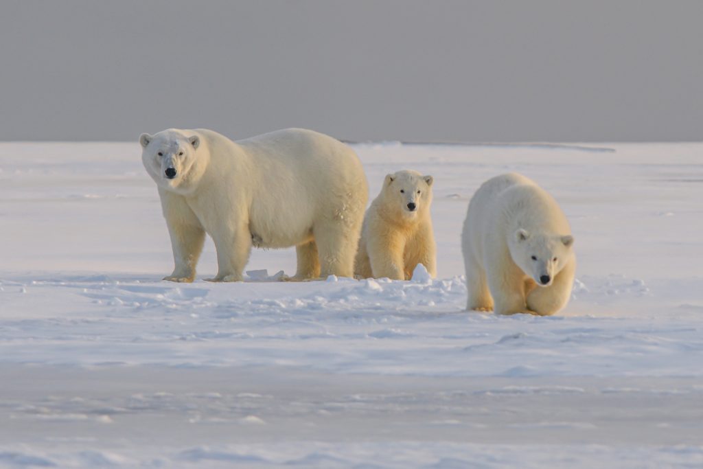 three polar bears in the snow