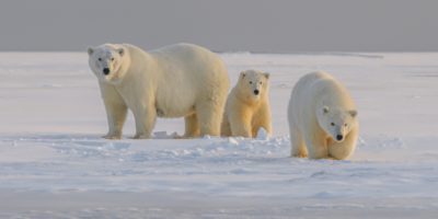 three polar bears in the snow