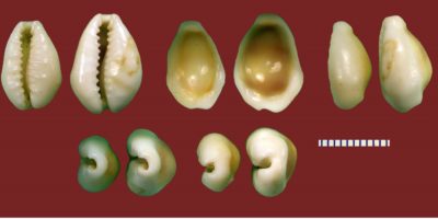 Ten money cowrie shells on a red background