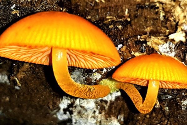 orange mycena mushrooms