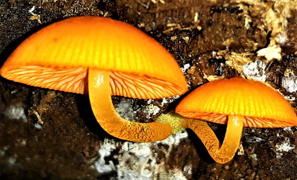 orange mycena mushrooms