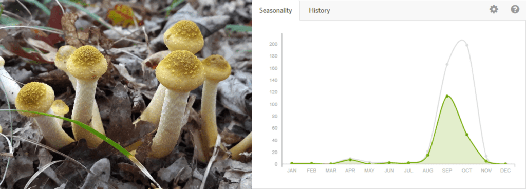 honey mushrooms and graph showing seasonality