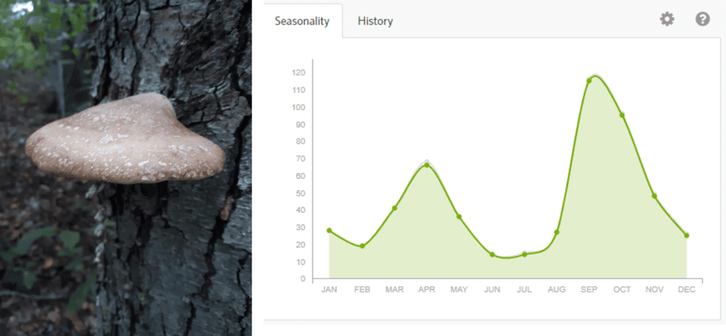 birch polypore and graph showing seasonality