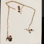 bittersweet specimen on herbarium sheet