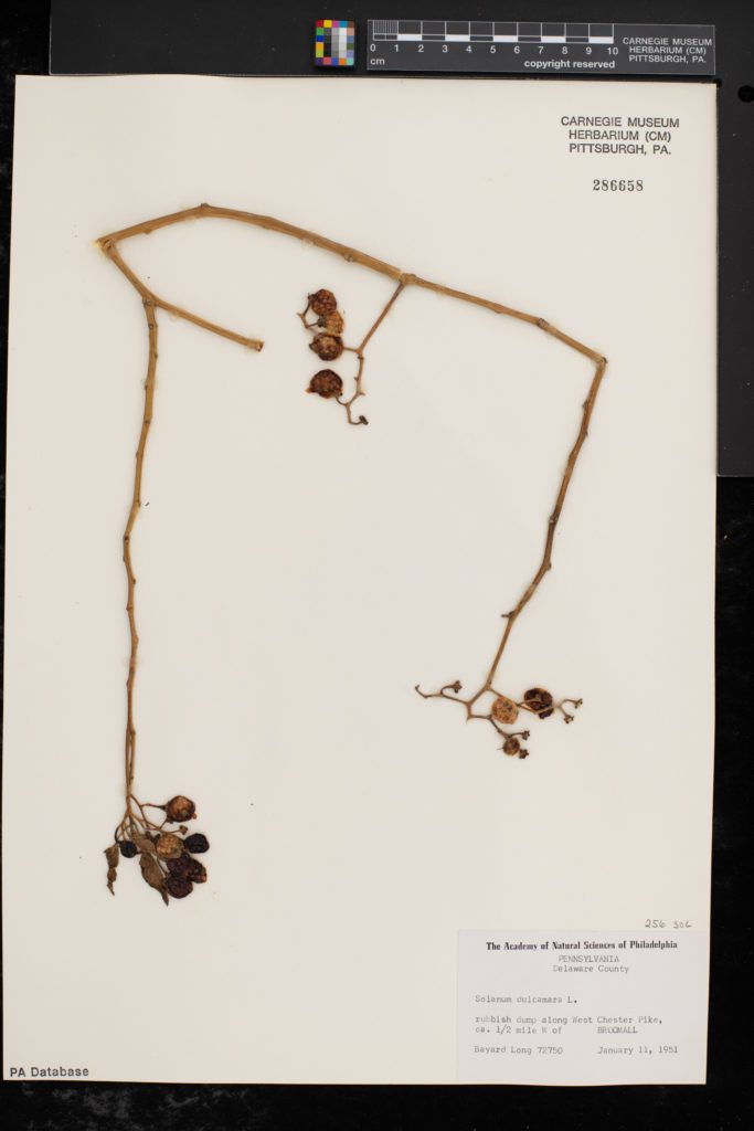Bittersweet plant specimen on herbarium sheet