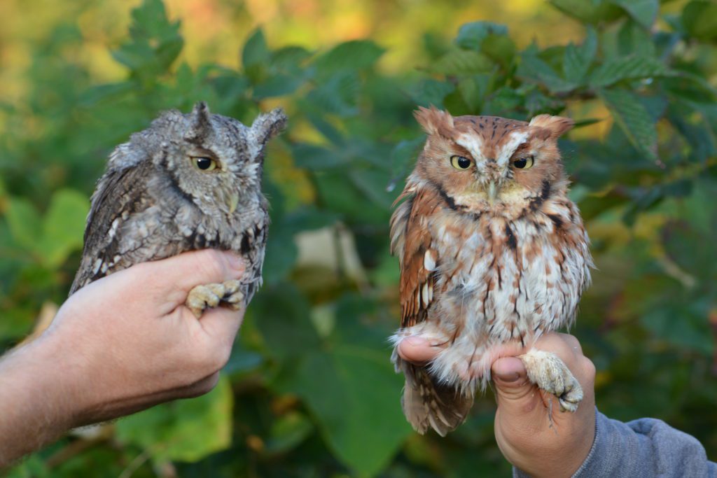 two eastern screech owls held in hands