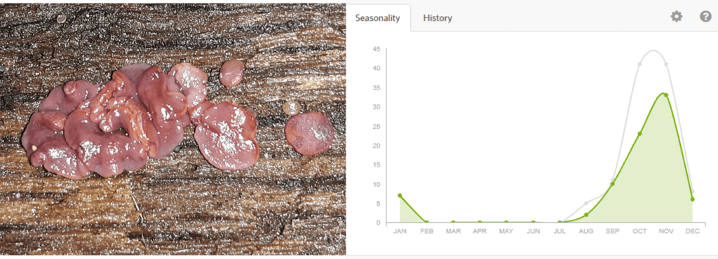 purple jelly disk mushrooms and graph showing seasonality