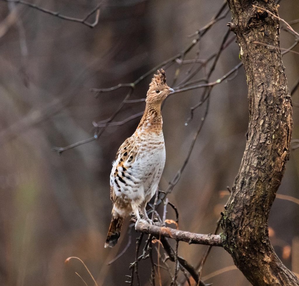 ruffed grouse on a branch in winter