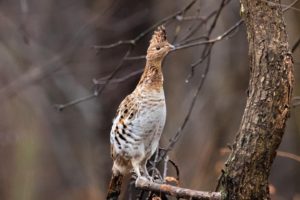 2021 Rector Christmas Bird Count Results
