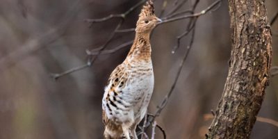 ruffed grouse on a branch