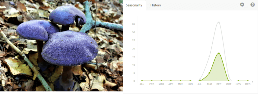 violet webcap mushrooms and graph showing seasonality